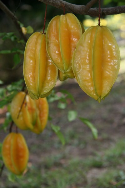 Fresh star fruit ready to be picked from trees in the front yard. 